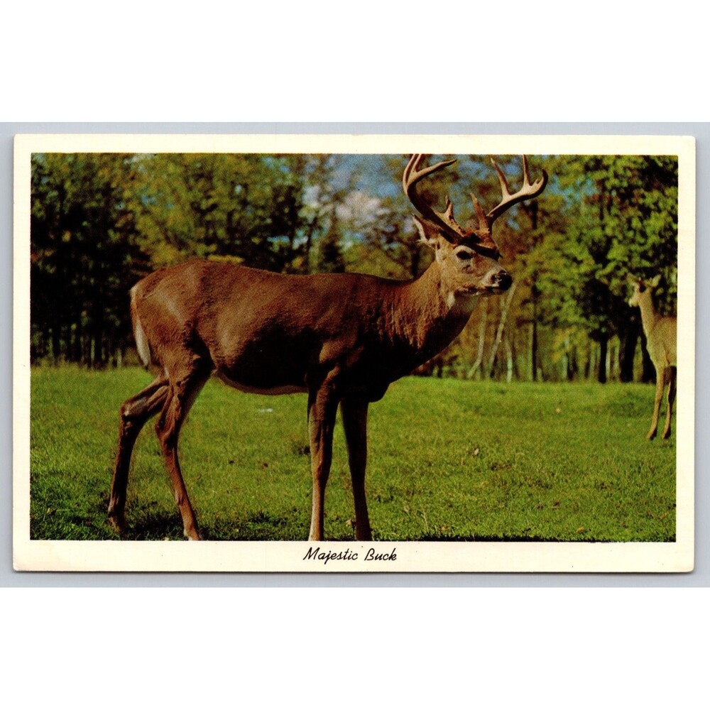 Vintage Majestic Buck Postcard Churubusco Indiana Curteichcolor CK.473 Wildlife